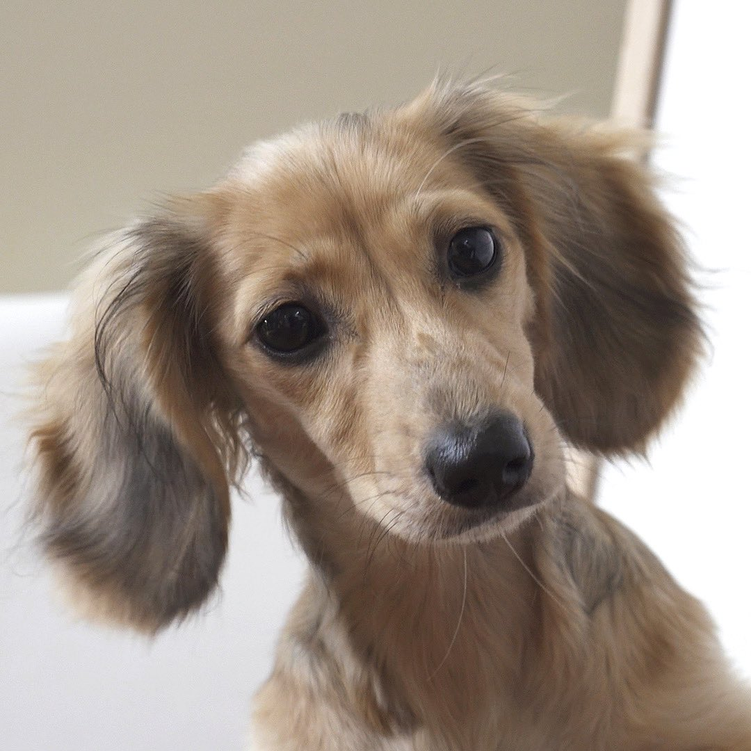 Daphne (Crusoe the Dachshund)