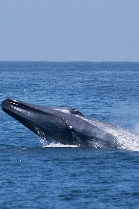 Blue Whale