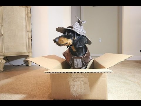 Sherlock Bones (Crusoe the Dachshund)