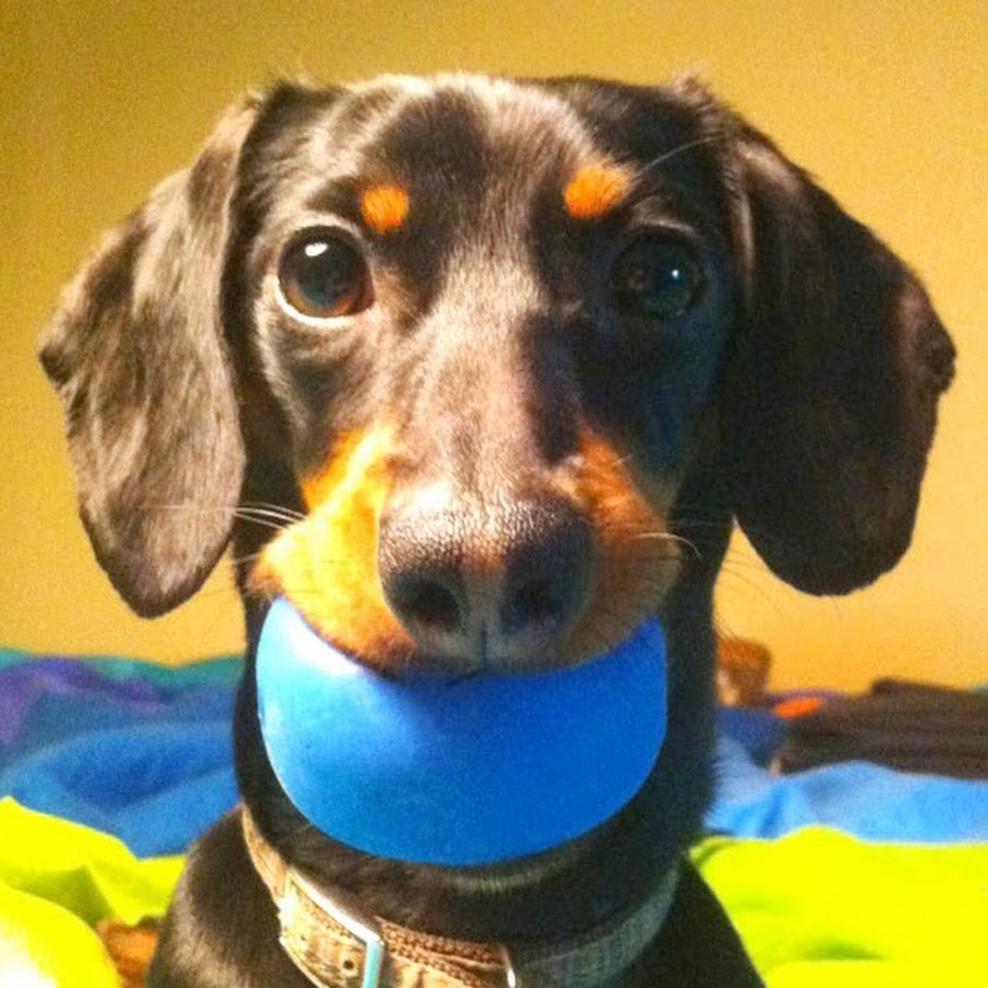 Crusoe (Crusoe the Dachshund) reposted