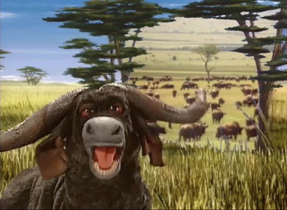 Travis the African Buffalo
