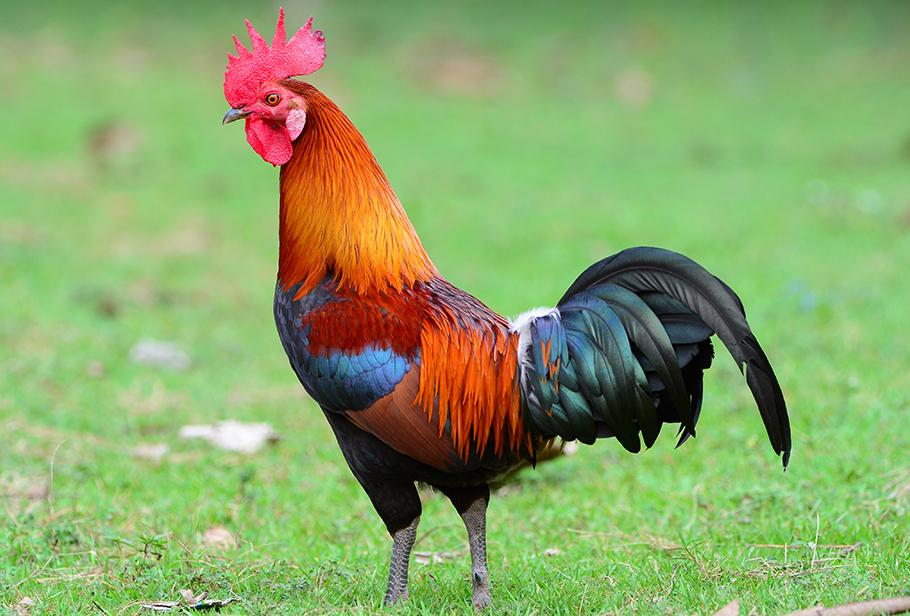 Literally the Rooster Alarm on old Android Phones
