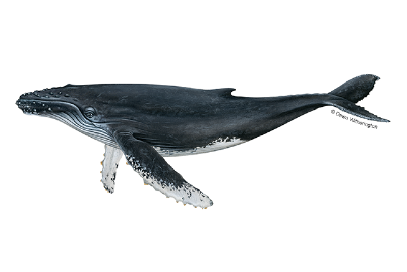 humpback whale