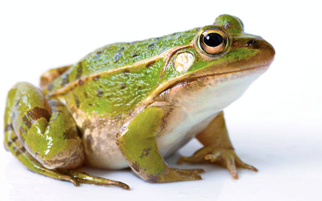 frog (real life)
