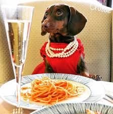 Paisley the Dachshund (Crusoe the Dachshund)