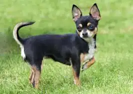 Chihuahua Dog (Weights.GG version)
