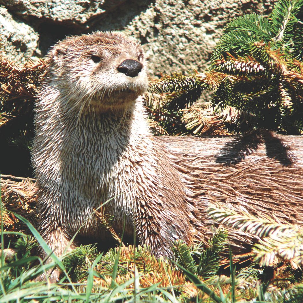 Lontra canadensis