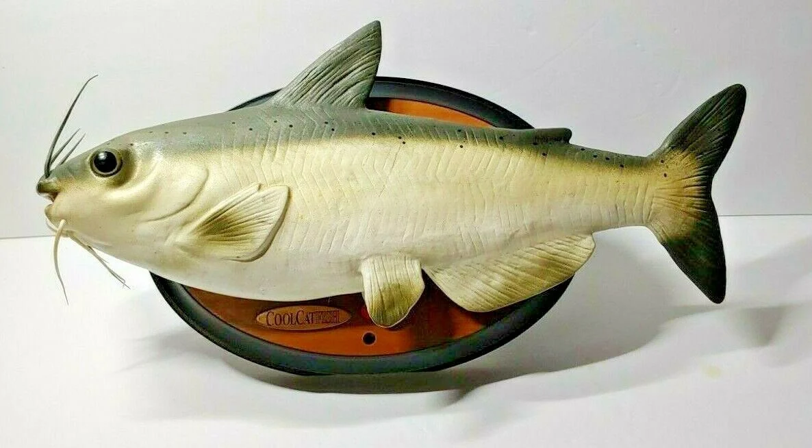 Cool Catfish