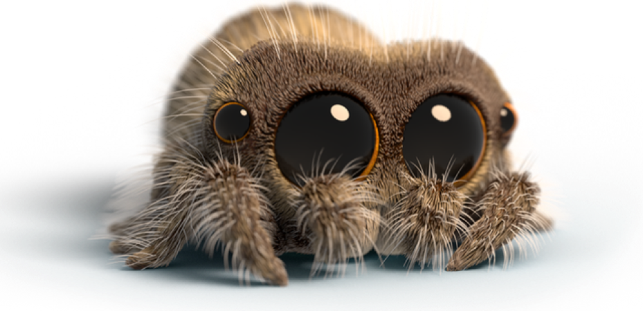 Lucas the Spider