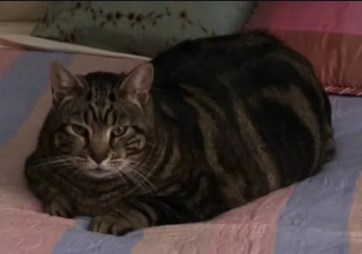 Lord Tubbington (Glee)