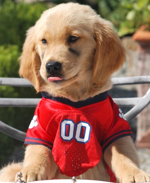 Budderball (Air Buddies 2006)