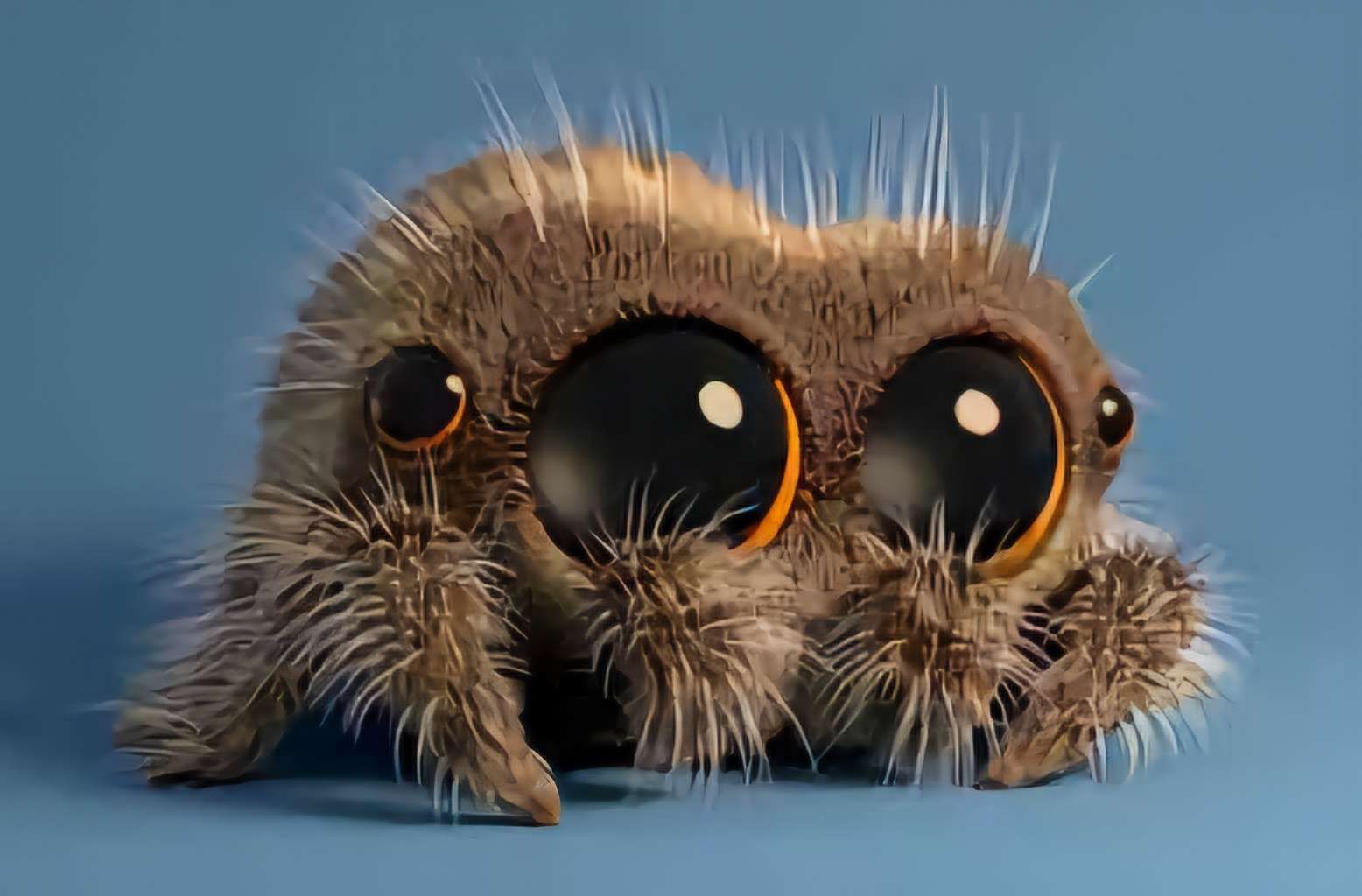 Lucas the Spider