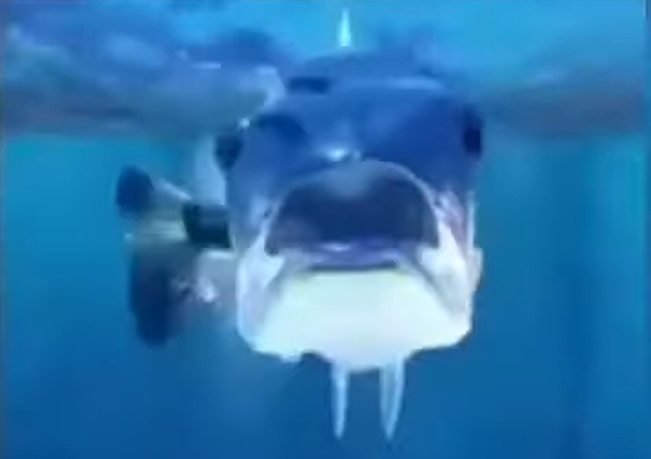 Mamaguevo digo glu glu glu 🐟