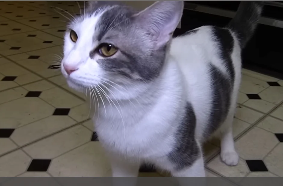 Random Kitty (Talking kitty cat)