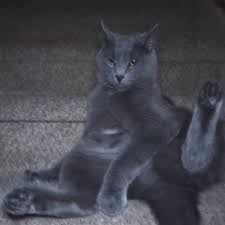 Gibbyson Cash (Talking Kitty cat)