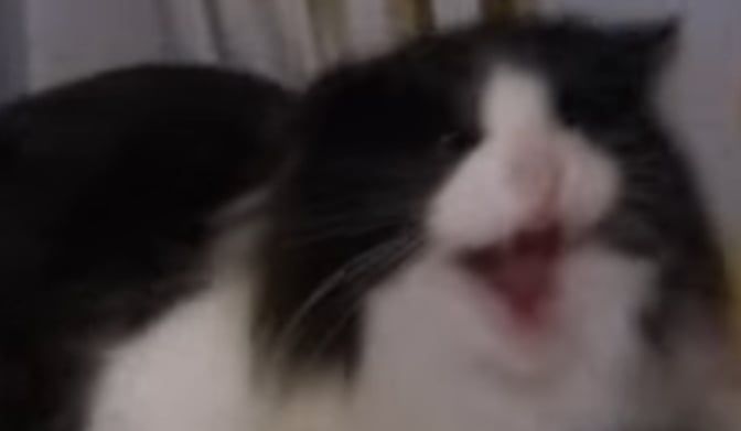Missy (Talking Kitty Cat)