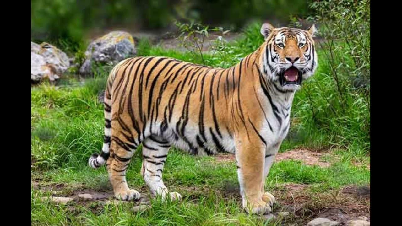 Tiger (Panthera Tigris)
