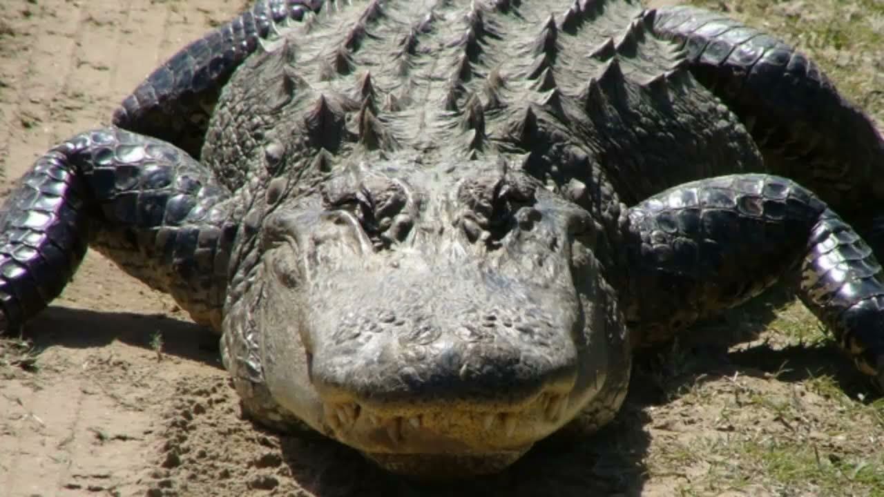 American Alligator (Alligator Mississippiensis)