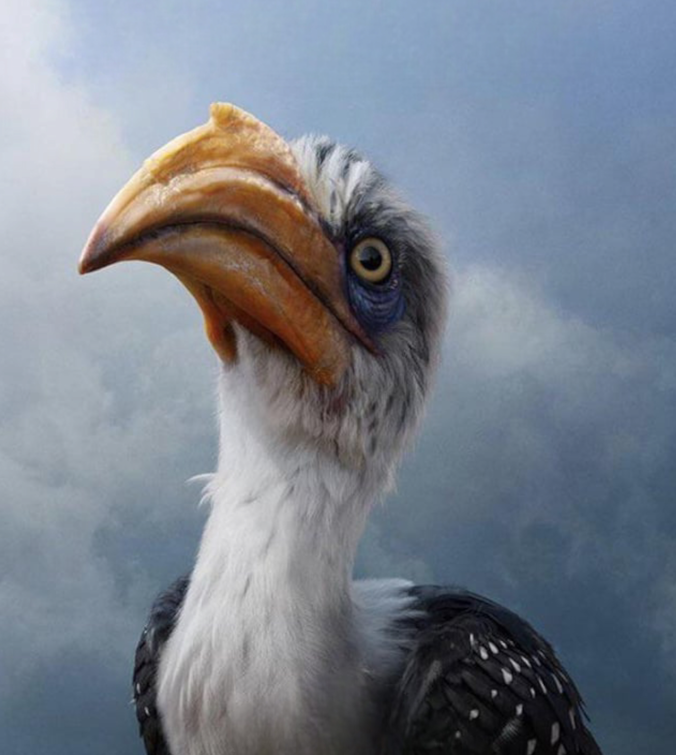 Zazu (The Lion King) (2019)