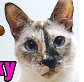 Kona (N2 The Talking Cat)
