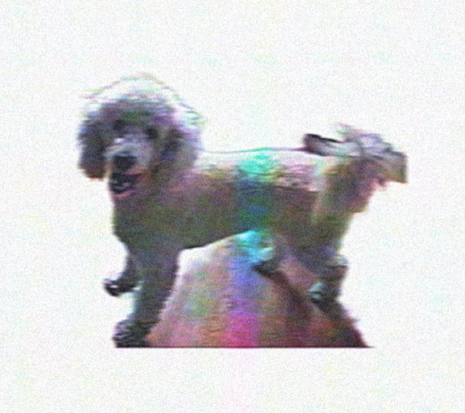 Kona Taylor Swift Dog (N2 The Talking Cat)