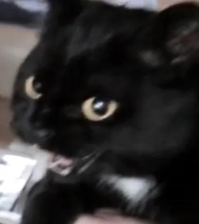 Kona Taylor Swift Cat (N2 the Talking Cat)