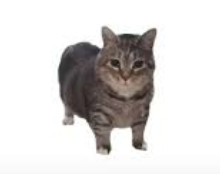 Gato OIA
