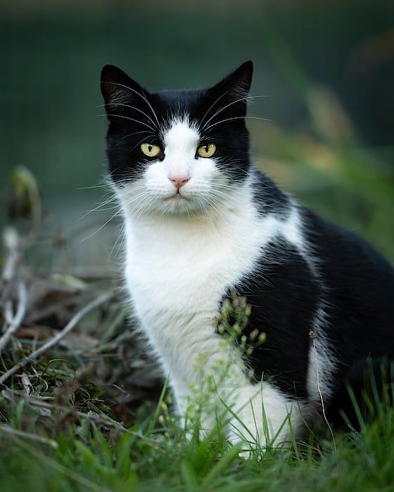 Logan the Cat