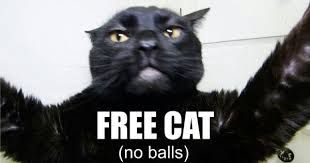 (Talking kitty cat) Sylvester cash (new)
