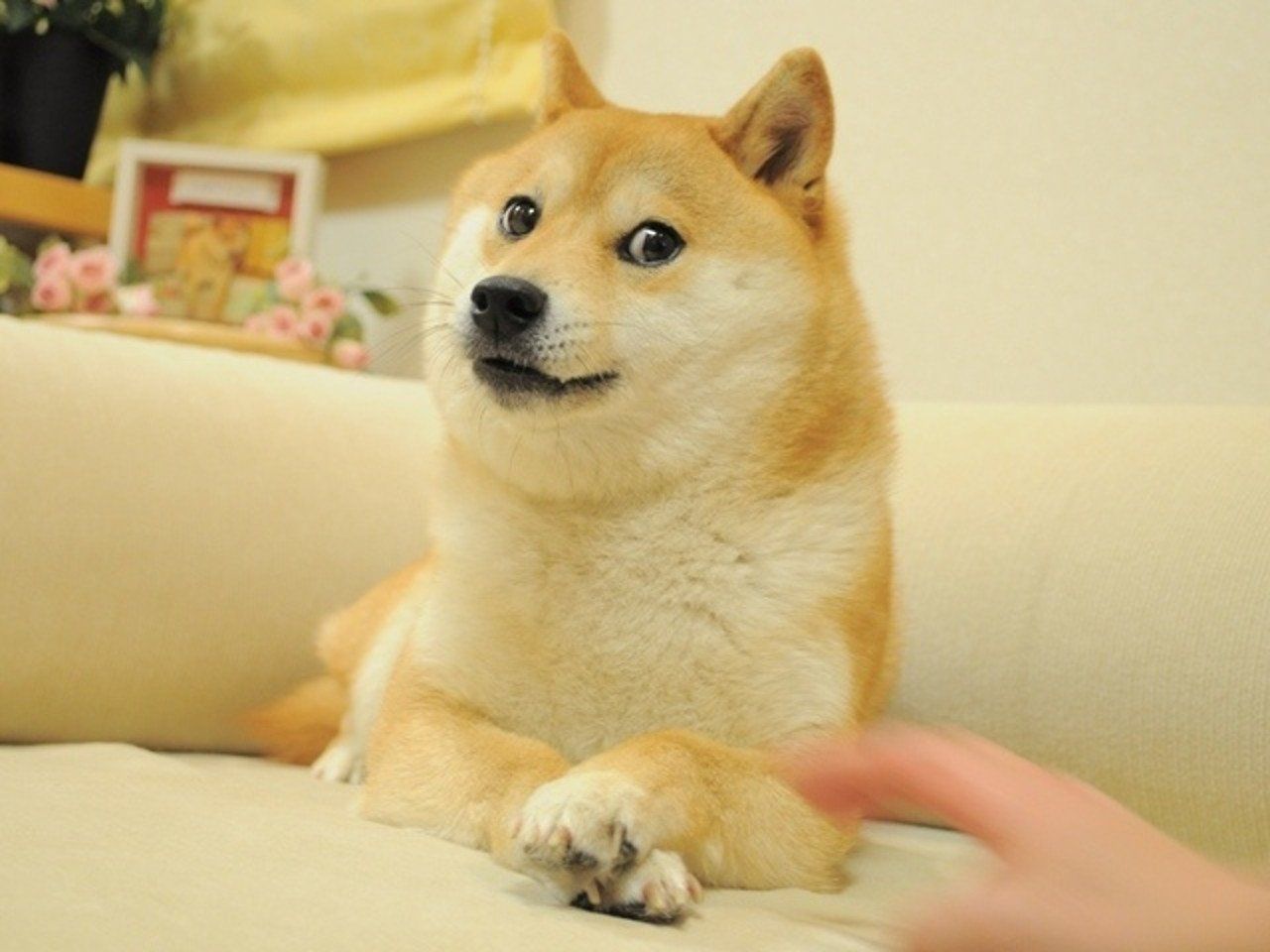 Doge (QWE version)