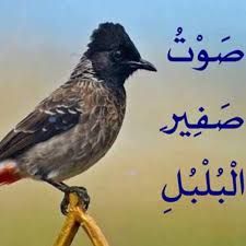 منشد نشيد صوت صفير البلبل اللي طالع ترند