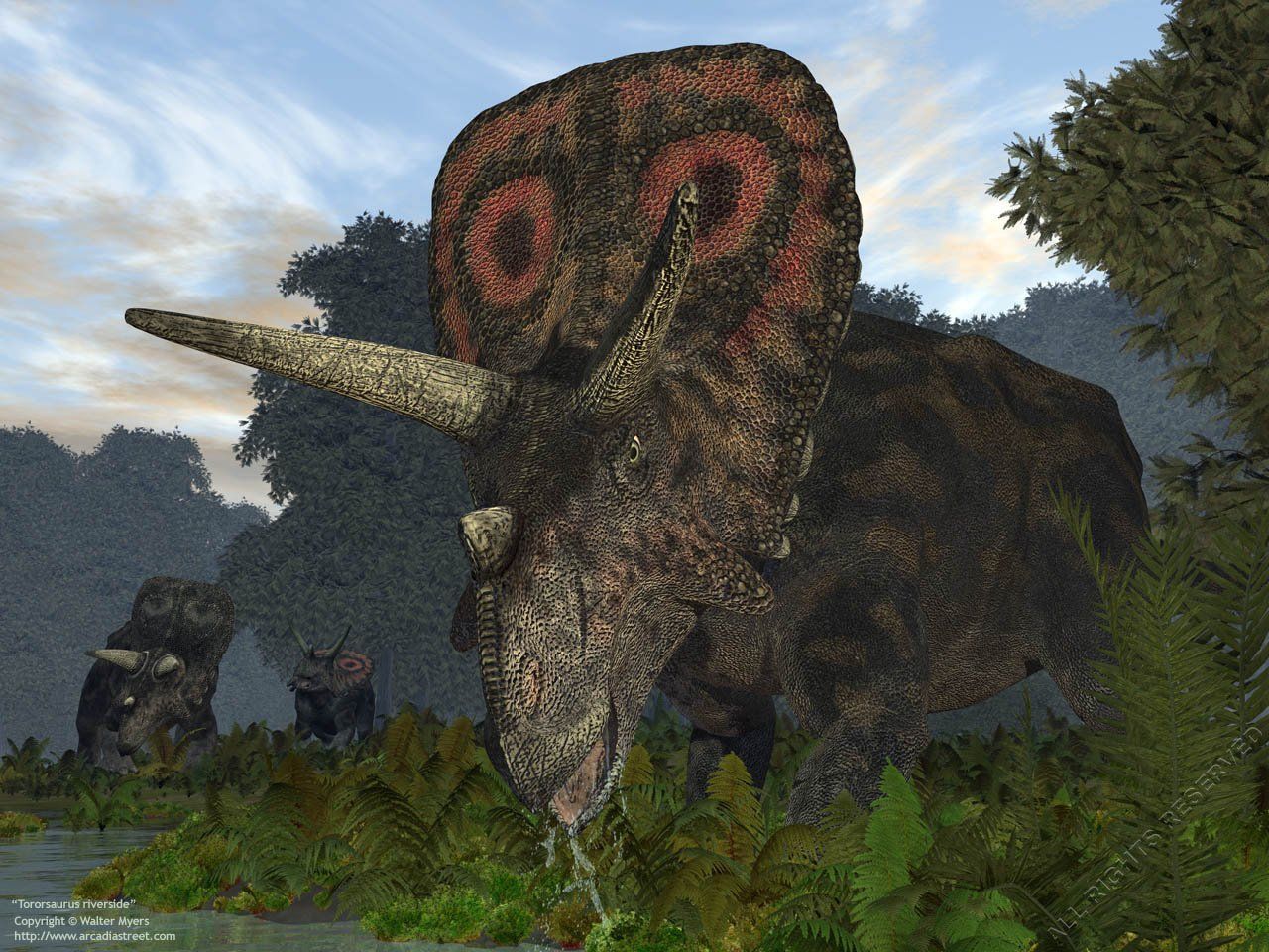 Ceratopsidae - Torosaurus