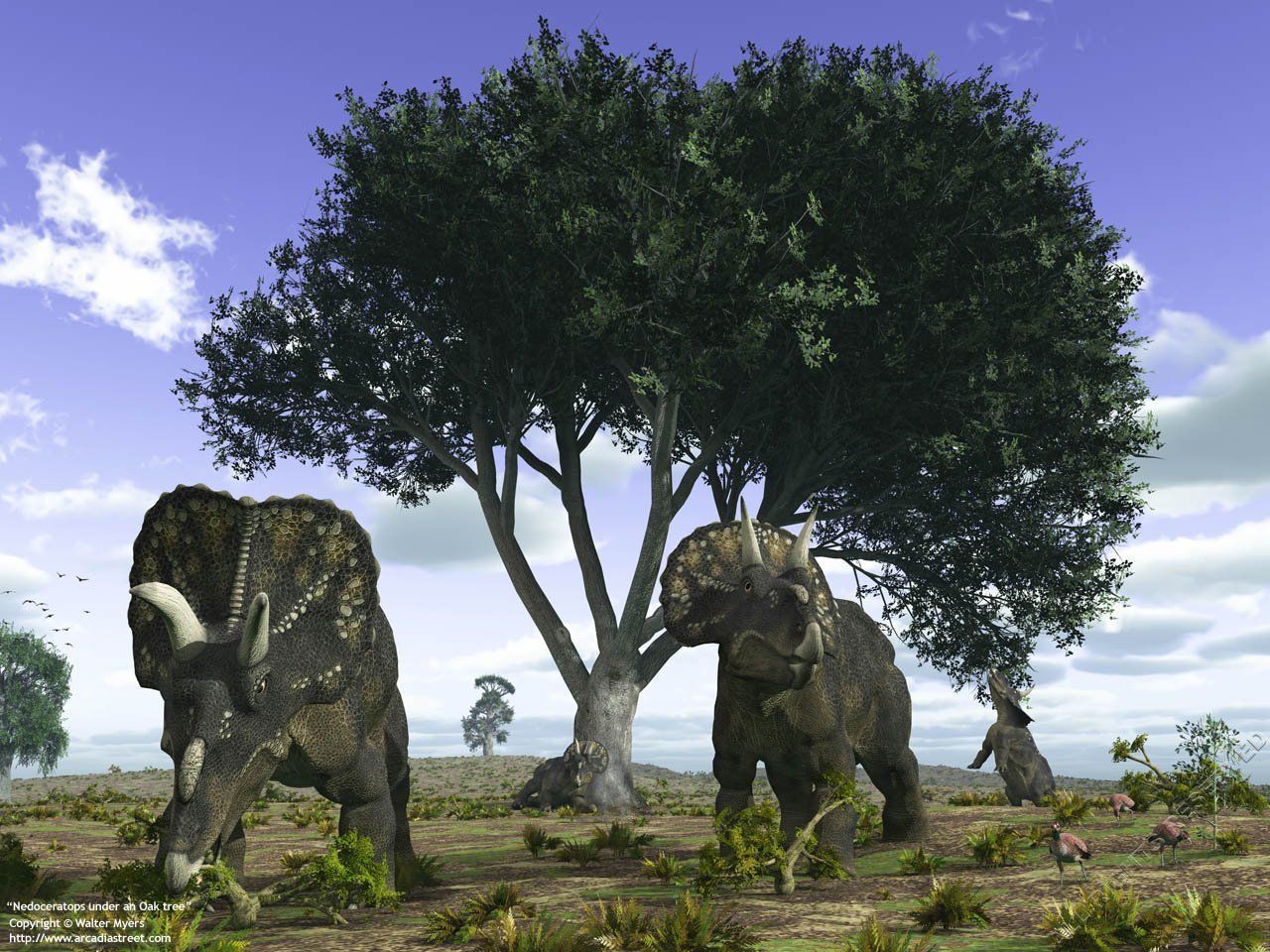 Ceratopsidae - Nedoceratops
