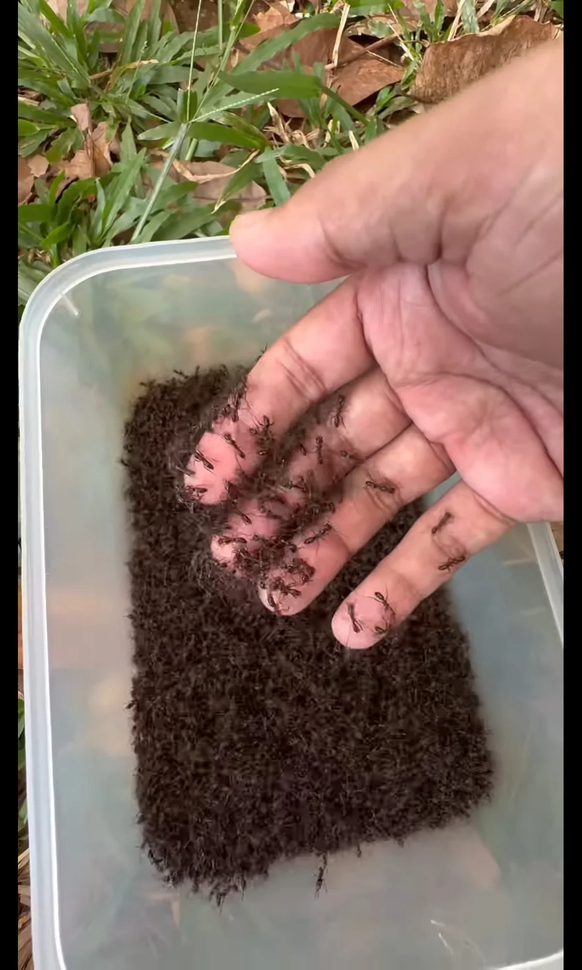 The Man From NaturalLifeIQ (YouTube)