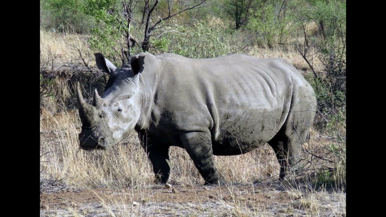 Rhinoceros