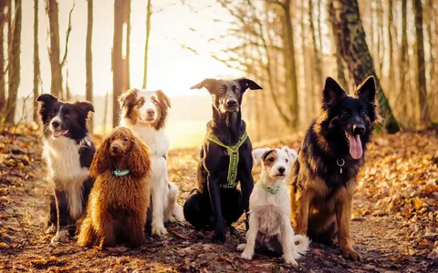 dogs