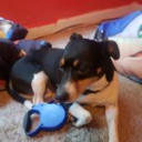 _teamdog