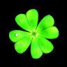 Clover