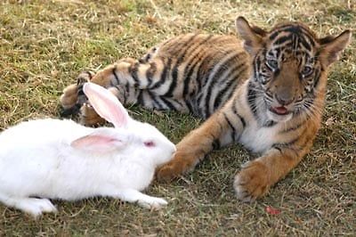 Other creatures