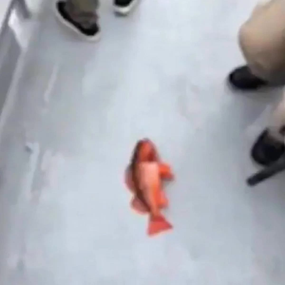 WTF
