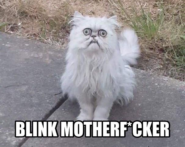 Weird Looking Cat Guy