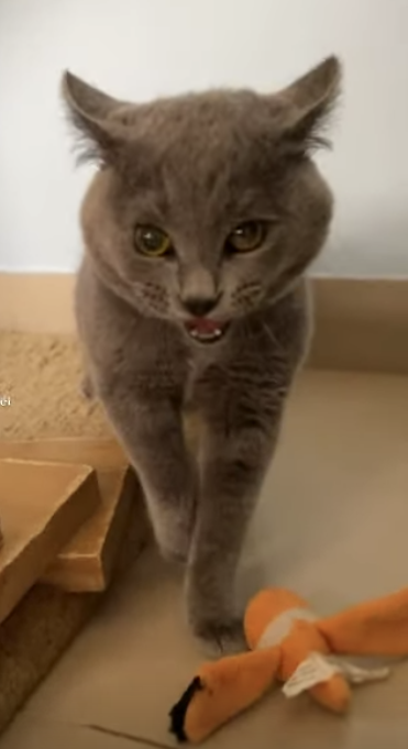 alugalug cat