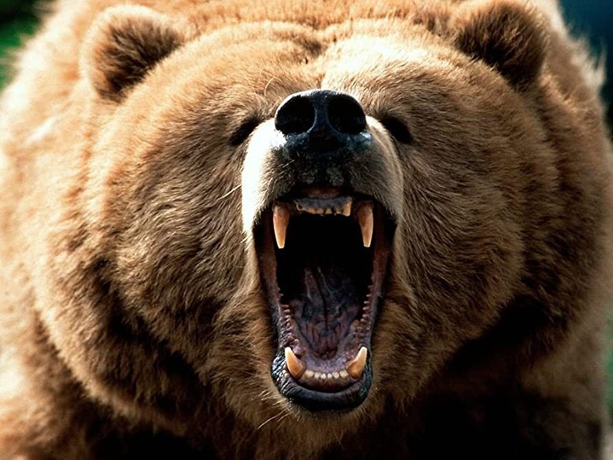 A Literal Grizzly Bear