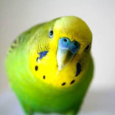 Budgie