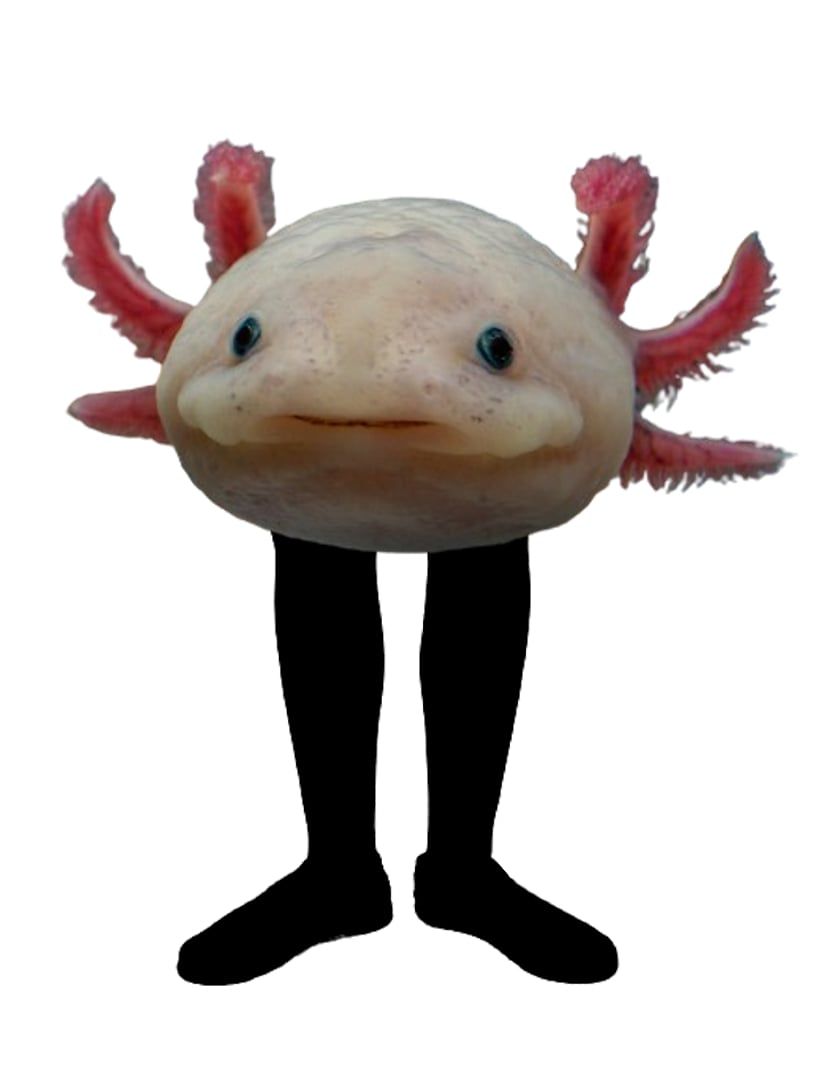 Kinito pet