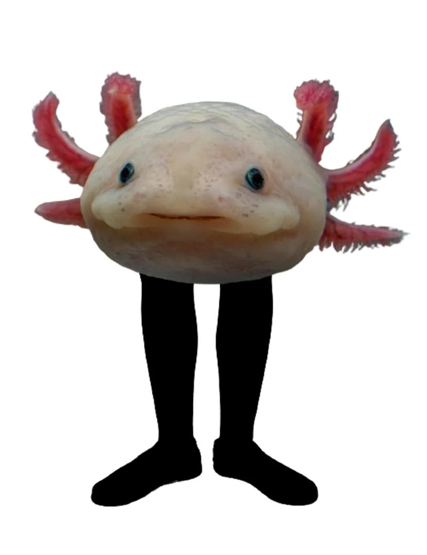 Kinito pet