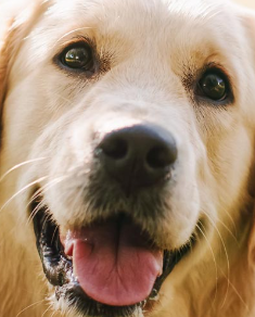 Perro