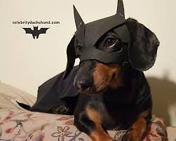 Batdog (Crusoe the Dachshund, Re-upload)