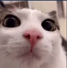 neko ark