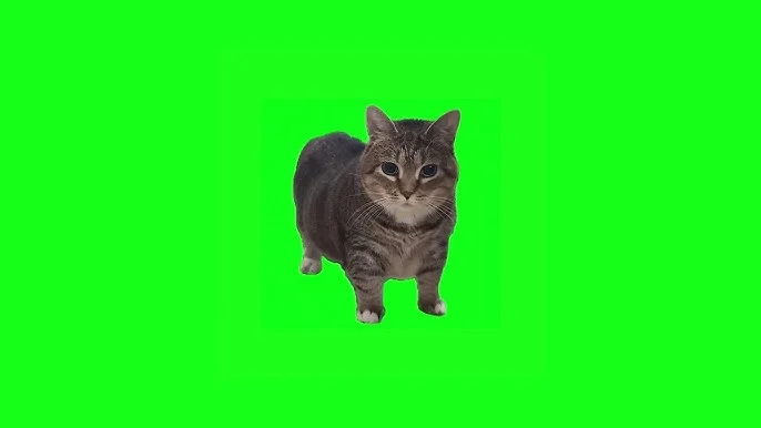 Oiia cat